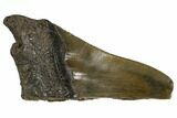 Partial Fossil Megalodon Tooth - Georgia #106960-1